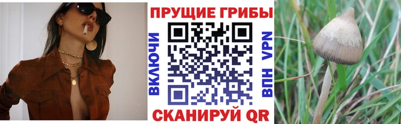 Купить закладки  Кумертау  Галлюциногенные грибы прущие грибы 